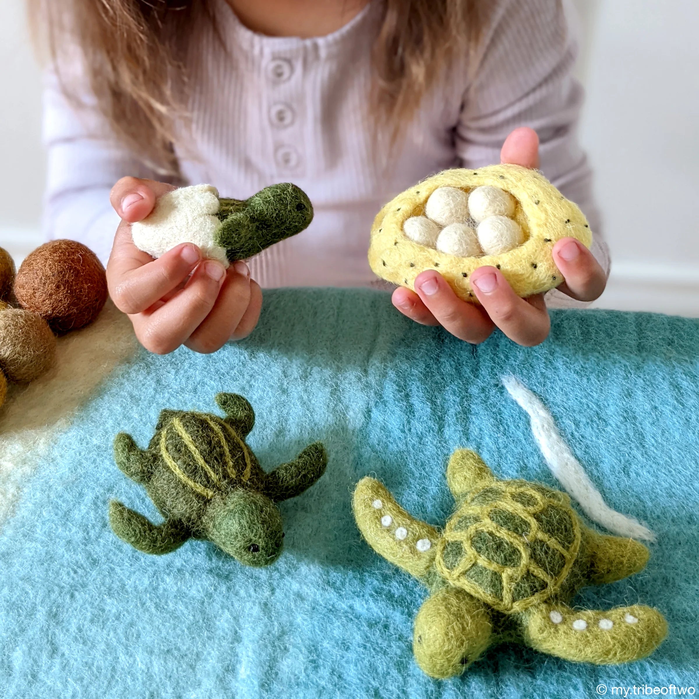 Lifecycle of a Green Sea Turtle
